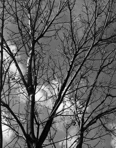 Bare Maple