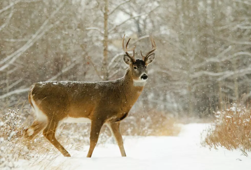 Biggest buck in Michigan this year? Here’s your first contender