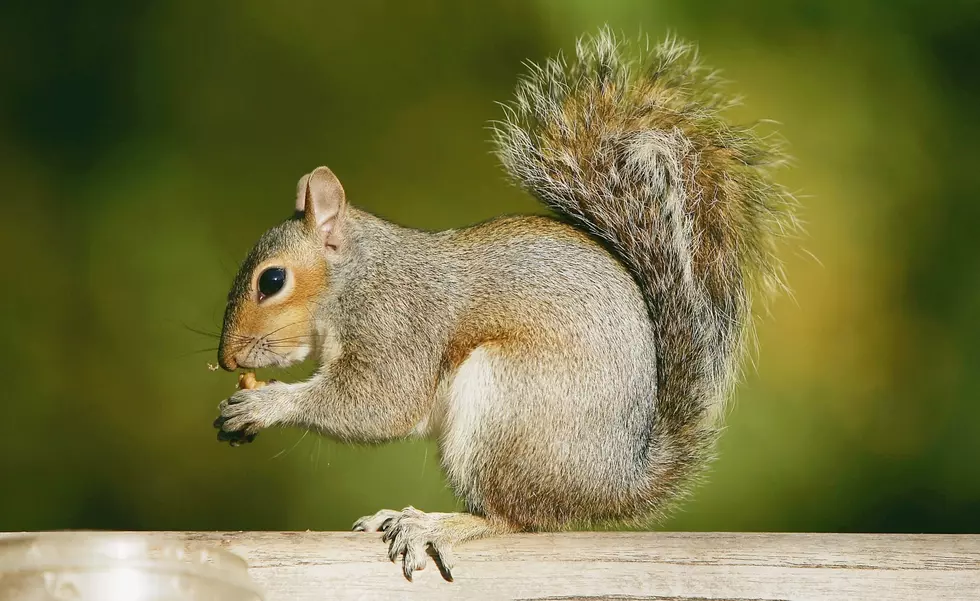 Time To Check Your Macadamia Nuts