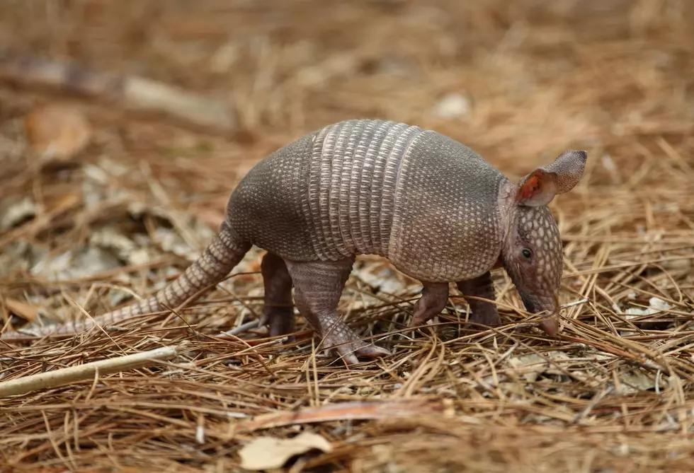 Report Your Michigan Armadillo Sightings Here