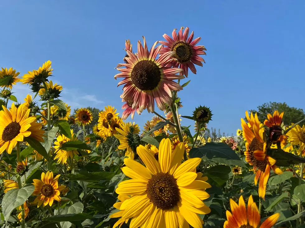 9 Places in Michigan to Take Cute Sunflower Pics Before the Season Ends