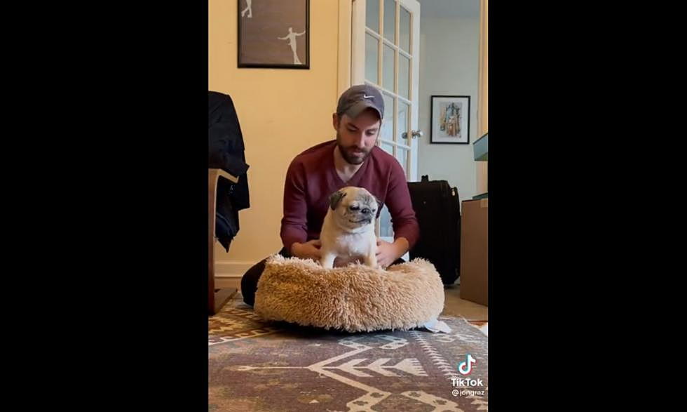 Noodle the TikTok Pug Predicted Michigan State’s Victory