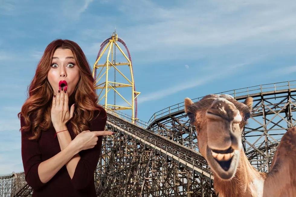 Did You See the Animal That Got Loose at Cedar Point?