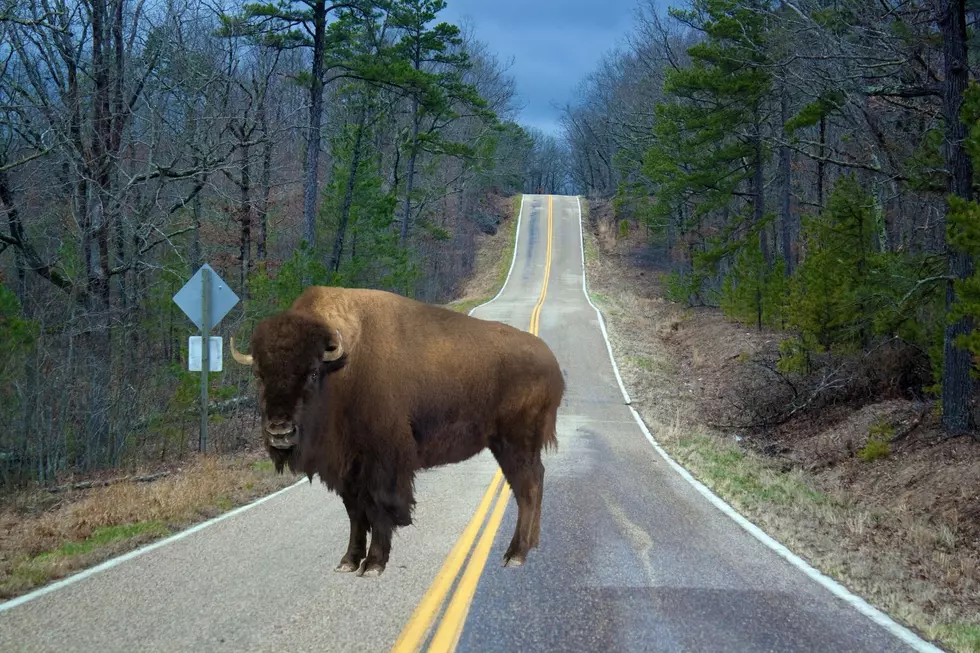Michigan Officials Warn: Don’t Pet the Wildlife After Bison Sighting