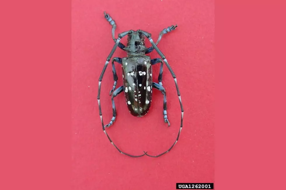 Michigan’s Tree Safety Alert: Be on the Lookout for This Invasive Beetle