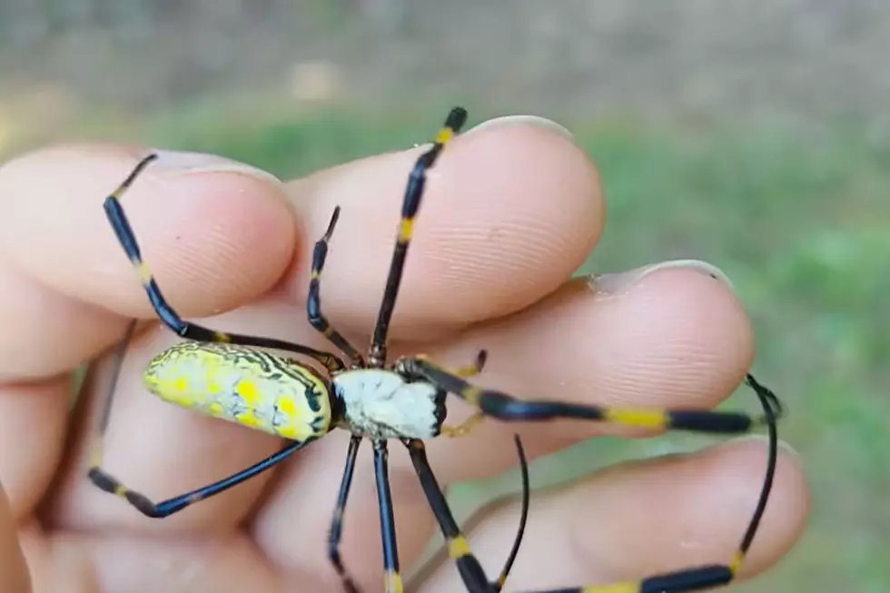 Giant “Flying” Spiders Are Spreading Across the U.S.—Could Michigan Be Next?