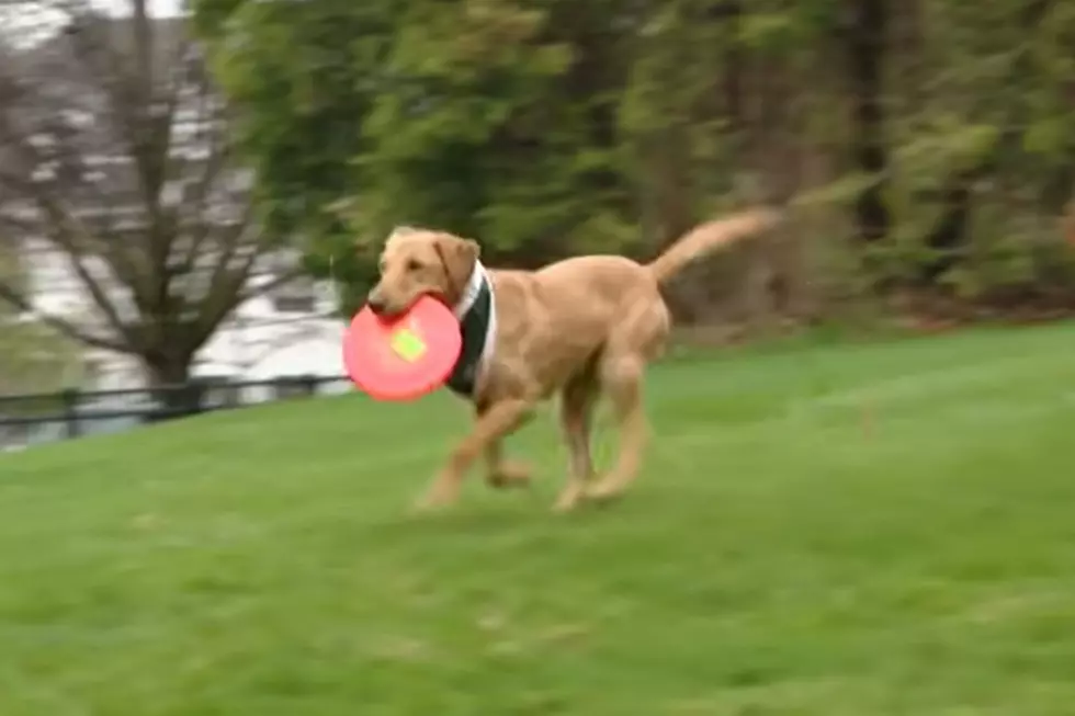 Michigan State’s Zeke the Wonderdog Makes History With This First